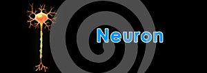 Neuron