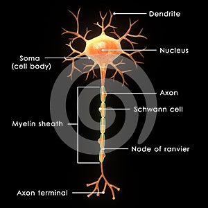 Neuron