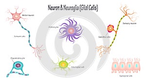 neuron and glial cells vector illustration diagram photo