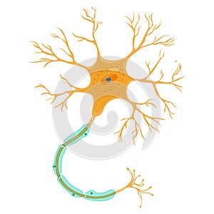 Neuron illustration Isolated on white background.