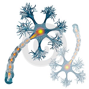 Neuron that is the main part of the nervous system.