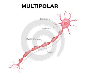 Neuron multipolar anatomy . infographic