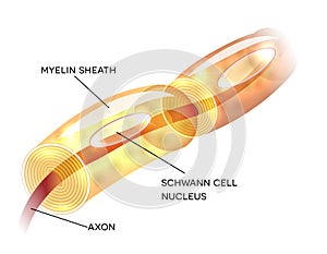 Neuron myelin sheath