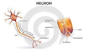 Neuron and myelin sheath