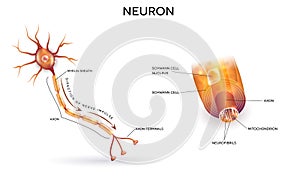 Neuron and myelin sheath photo