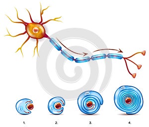 Neuron and myelin sheath coating