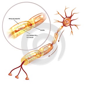 Neuron myelin sheath photo