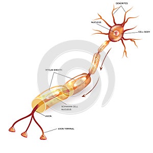 Neuron with myelin sheath photo