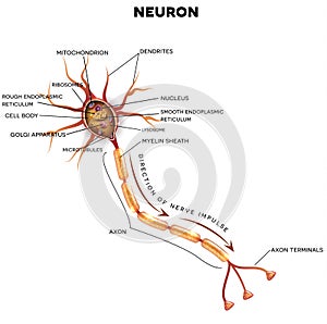 Neuron, nerve cell anatomy