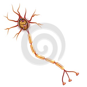 Neuron, nerve cell anatomy photo