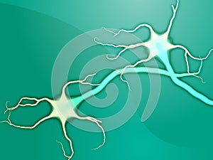 Neuron nerve cells