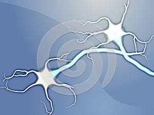 Neuron nerve cells