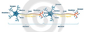 Neuron network example diagram, vector illustration