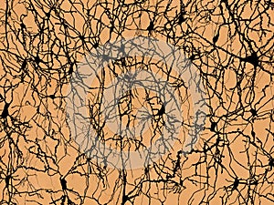 Neuron network in the style of Ramon y Cajals drawings