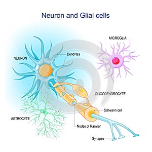 Neuron and Neuroglia. Structure of a neuron and glial cells