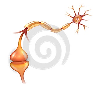 Neuron passes signal photo