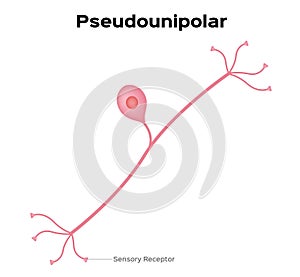 Neuron pseudounipolar anatomy . infographic