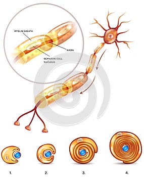 Neuron structure