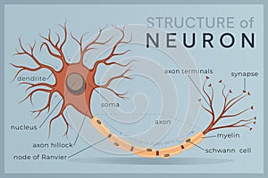 Neuron. Structure and Anatomy of a Nerve Cell. The Basic Unit of Communication in the Nervous System. Vector Illustration