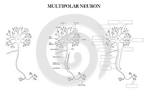 Neuron structure diagram black and white