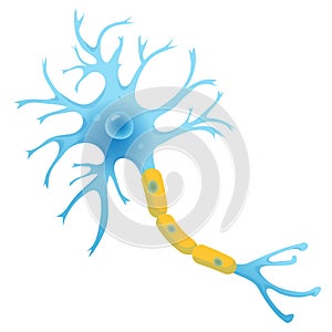 Neuron structure, nerve cell flat vector illustration