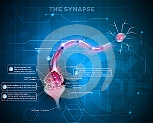 Neuron synapse