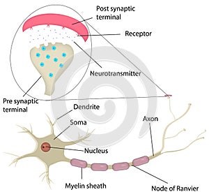 Neuron and Synapse Labeled Diagram