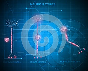 Neurona tipos 