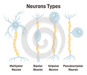 Neuron types. Unipolar, pseudo-unipolar, bipolar and multipolar neurons.