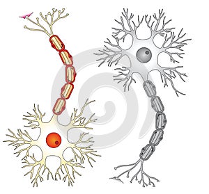 Neurone vettore illustrativo 