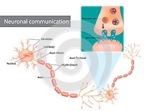 Neuronal communication. The dendrites contain receptors for neurotransmitters released by nearby neurons. photo
