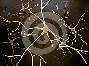 Neuronal connections inside the human brain