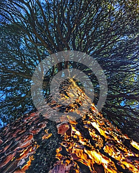 Neuronal tree photo