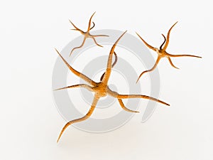 Neurone