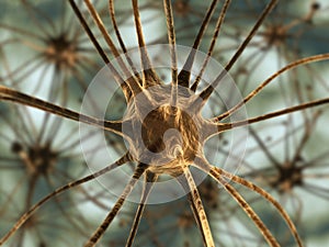 Neurons