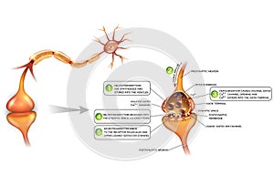 Neurons