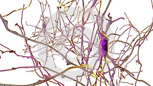Neurons, brain cells, located in the pons of the human brain photo