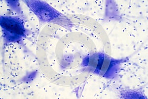 Neurons cells from the brain under the microscope view