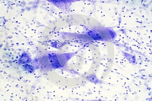 Neurons cells from the brain under the microscope view