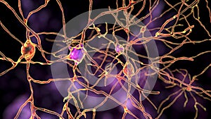 Neurons of Dorsal striatum, 3D illustration. Dorsal striatum is a nucleus in the basal ganglia