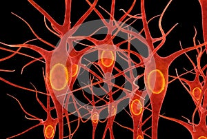 Neurons