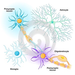 Neurons and glial cells photo