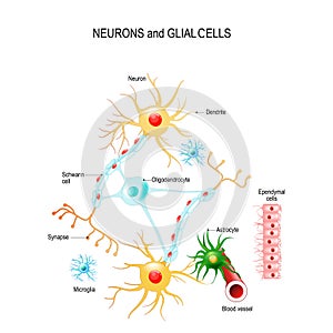 Neurons and glial cells photo
