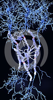 Neurons with myelin sheaths produced by oligodendrocytes photo