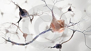 Neurons and nervous system photo