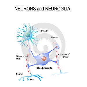 Neurons and neuroglia