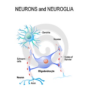 Neurons and neuroglia photo