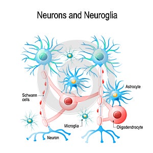 Neurons and neuroglial cells.