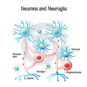 Neurons and neuroglial cells. photo