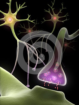 Neurons and Synapse